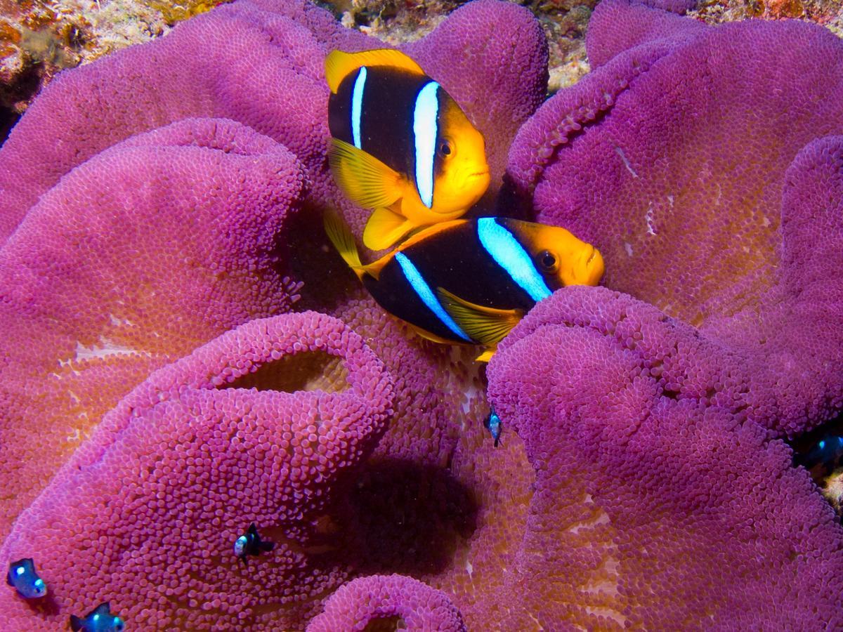 タヴェウニ パームス リゾート オールインクルーシブ マテイ エクステリア 写真